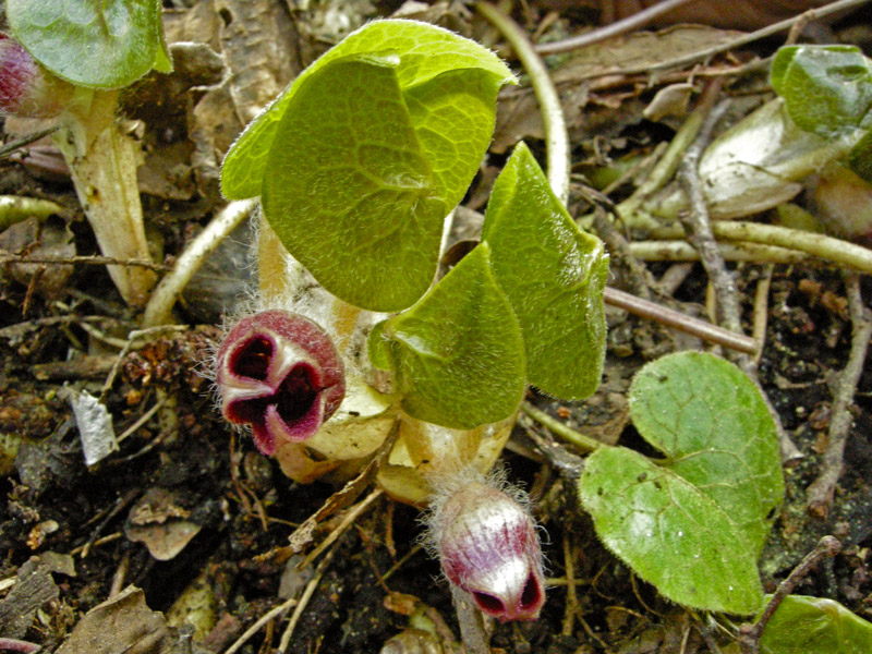 Asarum europaeum L.  /  Baccaro